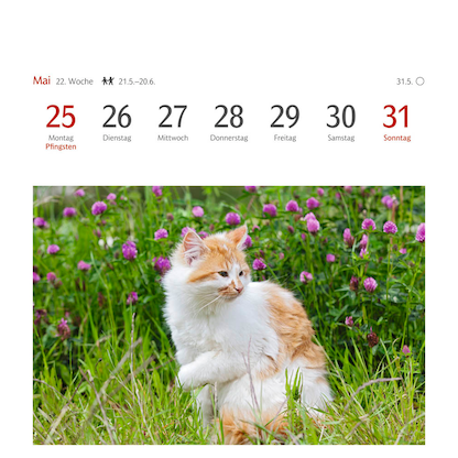 Artikelbild 4 für Harenberg Postkartenkalender Katzen 2026, 1 St., Artikelnummer 551467