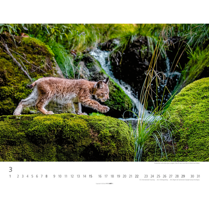 Artikelbild 4 für Weingarten Monats-Wandkalender Heimische Wildtiere 2026, 1 St., Artikelnummer 551172