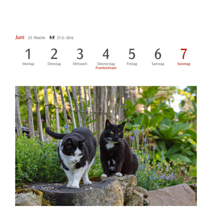 Artikelbild 5 für Harenberg Postkartenkalender Katzen 2026, 1 St., Artikelnummer 551467