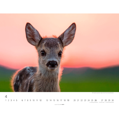 Artikelbild 5 für Weingarten Monats-Wandkalender Heimische Wildtiere 2026, 1 St., Artikelnummer 551172