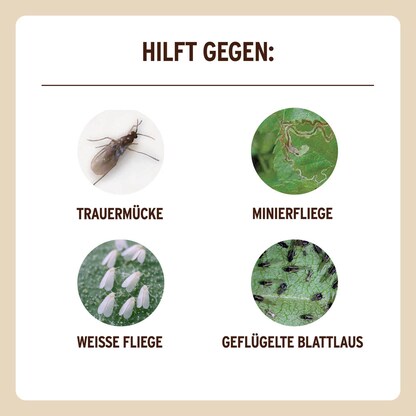 Artikelbild 5 für SUBSTRAL® Naturen® Fruchtfliegenfalle Gelbsticker Bio gelb, 1 St., Artikelnummer 368359