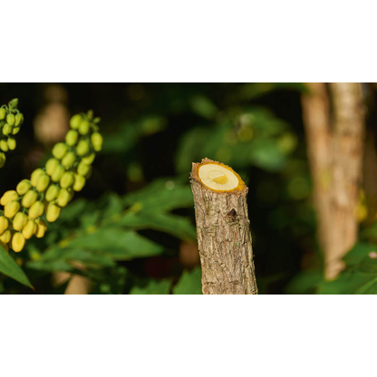 Artikelbild 2 für BOSCH Home & Garden EasyPrune Akku-Astschere 3,6 V, mit 1 Akku, Artikelnummer 467666