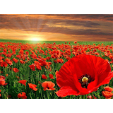 Artikelbild 1 für PRACHT® Creatives Diamond Painting Mohnblumen mehrfarbig, Artikelnummer 226096