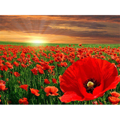 Artikelbild für PRACHT® Creatives Diamond Painting Mohnblumen mehrfarbig, Artikelnummer 226096