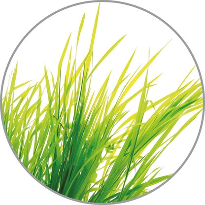 Artikelbild 2 für medisana Duftöl Citronella Citrus 10,0 ml, 1 St., Artikelnummer 858037