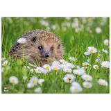 Artikelbild 1 für VELOFLEX Schreibtischunterlage Igel Kunststoff 50,0 x 35,0 cm, 1 St., Artikelnummer 278909