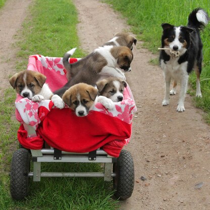 Artikelbild 6 für relaxdays Sackkarrenräder luftbereift schwarz, rot Kunststoff Felgen, Achse 2,0 cm, Artikelnummer 452427