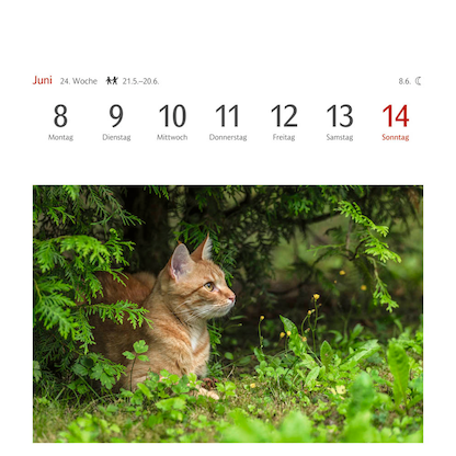 Artikelbild 6 für Harenberg Postkartenkalender Katzen 2026, 1 St., Artikelnummer 551467