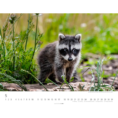 Artikelbild 6 für Weingarten Monats-Wandkalender Heimische Wildtiere 2026, 1 St., Artikelnummer 551172