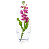 Artikelbild 1 für RONA Vase Ambiente transparent, 1 St., Artikelnummer 630117
