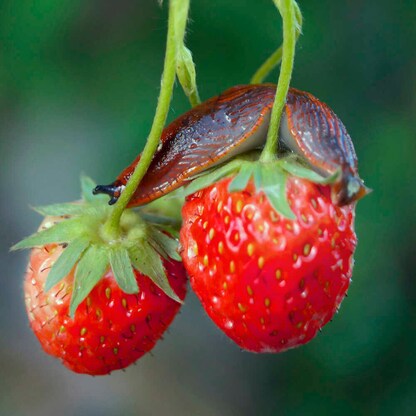 Artikelbild 4 für GARDIGO Schneckenabwehr grün, 6 St., Artikelnummer 796936