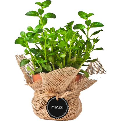 Artikelbild 6 für folia Geschenkanhänger schwarz Tafelfolien Anhänger inkl. Specksteinstift Ø 5,5 cm, 6 St., Artikelnummer 963126