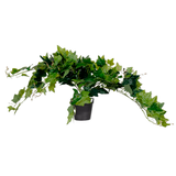 Artikelbild 1 für meet powered by PAPERFLOW EFEU Kunstpflanze 80,0 cm, Artikelnummer 521457