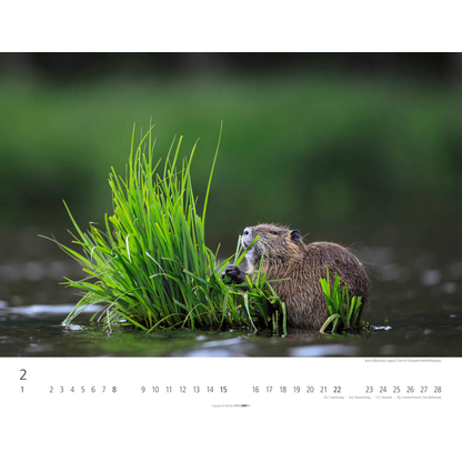 Artikelbild 3 für Weingarten Monats-Wandkalender Heimische Wildtiere 2026, 1 St., Artikelnummer 551172