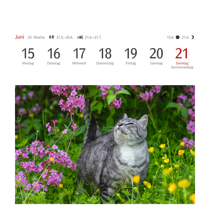 Artikelbild 7 für Harenberg Postkartenkalender Katzen 2026, 1 St., Artikelnummer 551467