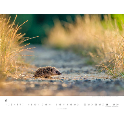 Artikelbild 7 für Weingarten Monats-Wandkalender Heimische Wildtiere 2026, 1 St., Artikelnummer 551172