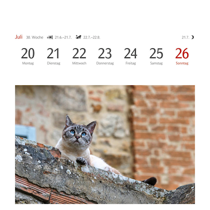 Artikelbild 12 für Harenberg Postkartenkalender Katzen 2026, 1 St., Artikelnummer 551467