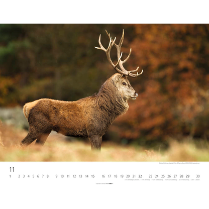 Artikelbild 12 für Weingarten Monats-Wandkalender Heimische Wildtiere 2026, 1 St., Artikelnummer 551172