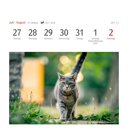 Artikelbild 13 für Harenberg Postkartenkalender Katzen 2026, 1 St., Artikelnummer 551467