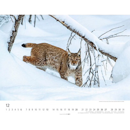Artikelbild 13 für Weingarten Monats-Wandkalender Heimische Wildtiere 2026, 1 St., Artikelnummer 551172