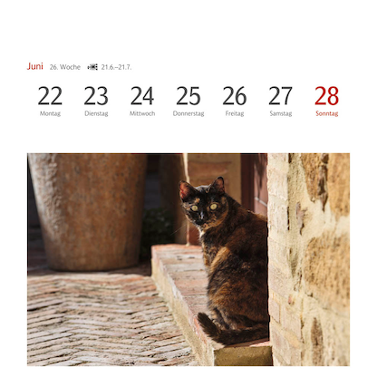 Artikelbild 8 für Harenberg Postkartenkalender Katzen 2026, 1 St., Artikelnummer 551467