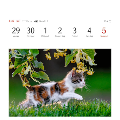 Artikelbild 9 für Harenberg Postkartenkalender Katzen 2026, 1 St., Artikelnummer 551467