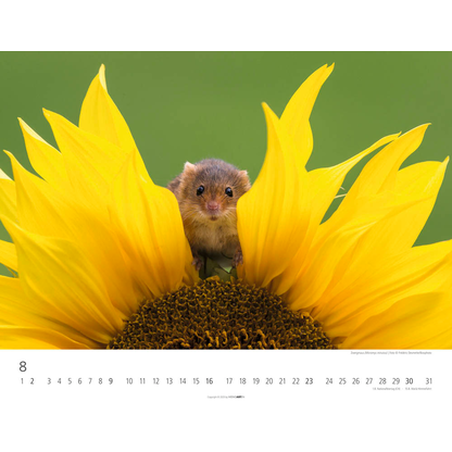 Artikelbild 9 für Weingarten Monats-Wandkalender Heimische Wildtiere 2026, 1 St., Artikelnummer 551172