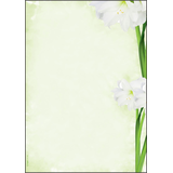 Artikelbild 1 für SIGEL Motivpapier Green Flower Motiv DIN A4 90 g/qm 25 Blatt, Artikelnummer 700447