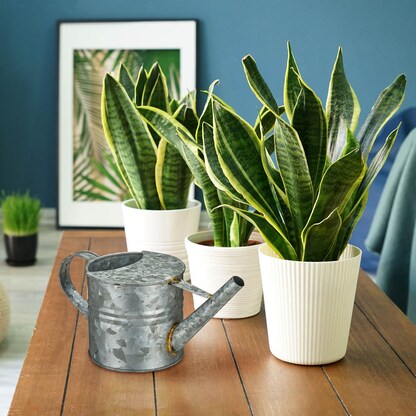 Artikelbild 8 für relaxdays Gießkanne silber 1,3 l, Artikelnummer 440101