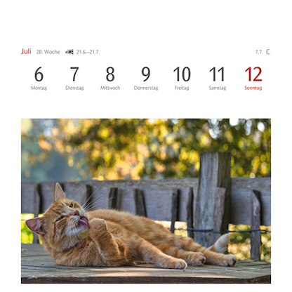 Artikelbild 10 für Harenberg Postkartenkalender Katzen 2026, 1 St., Artikelnummer 551467