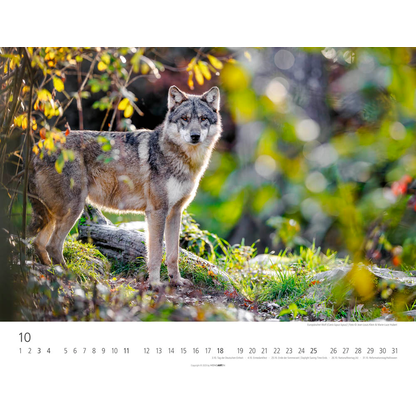 Artikelbild 11 für Weingarten Monats-Wandkalender Heimische Wildtiere 2026, 1 St., Artikelnummer 551172
