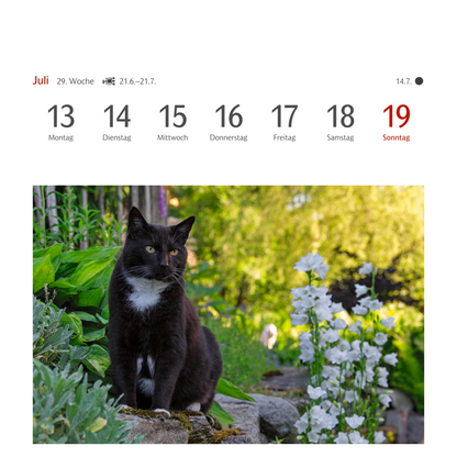 Artikelbild 11 für Harenberg Postkartenkalender Katzen 2026, 1 St., Artikelnummer 551467