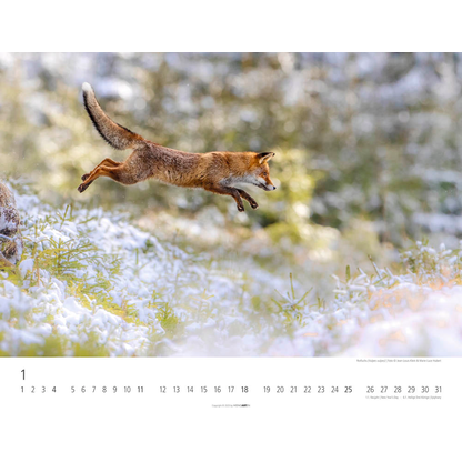 Artikelbild 2 für Weingarten Monats-Wandkalender Heimische Wildtiere 2026, 1 St., Artikelnummer 551172