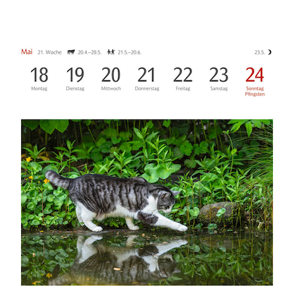 Artikelbild 2 für Harenberg Postkartenkalender Katzen 2026, 1 St., Artikelnummer 551467