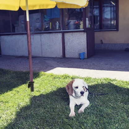 Artikelbild 7 für relaxdays Bodendübel für Sonnenschirm schwarz, Kunststoff, Artikelnummer 644181